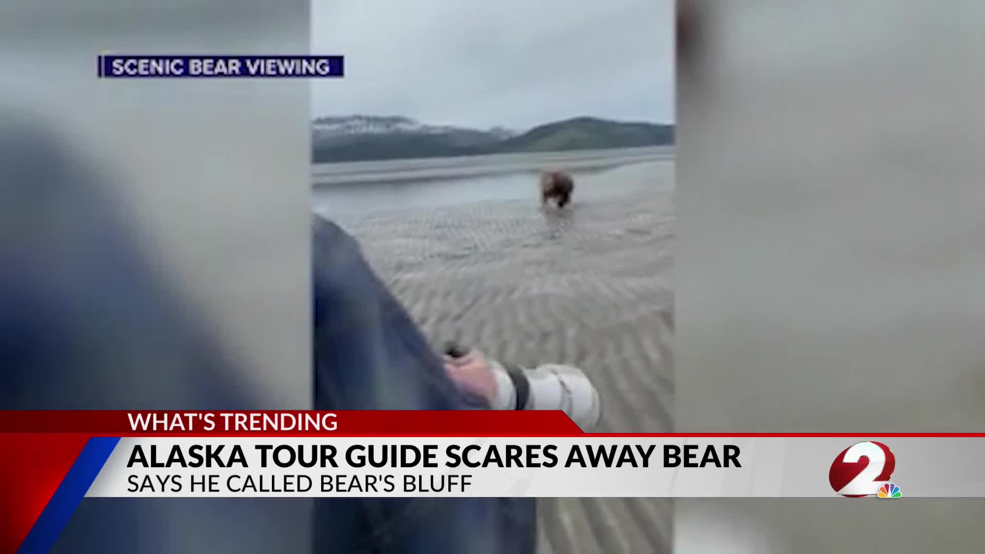 Tourist Scares Bear