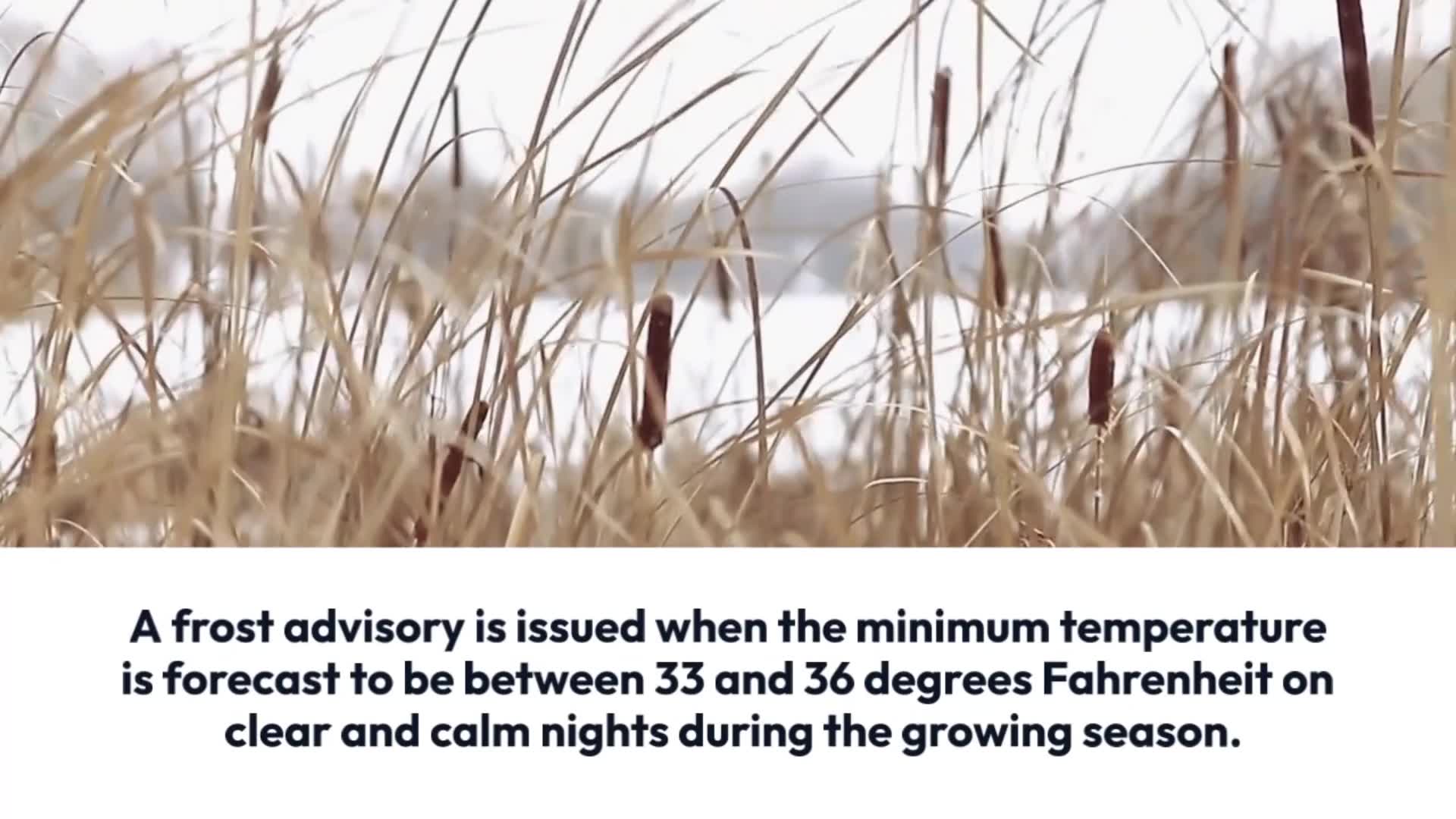 What is the difference between a frost and a freeze? ABC27