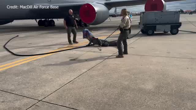 Massive alligator blocks MacDill Air Force plane, fights with FWC ...