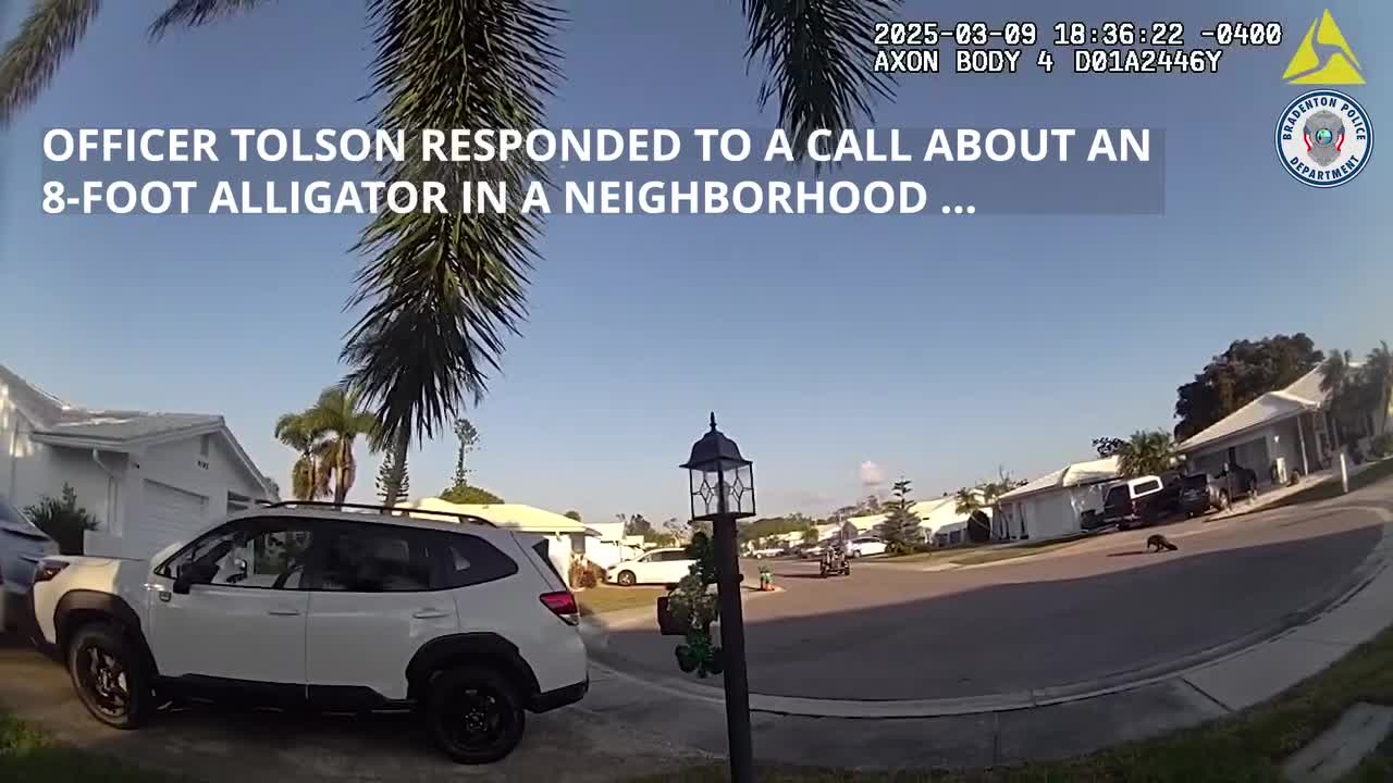 8foot alligator spooks pizza driver in Bradenton WKRG News 5(02)