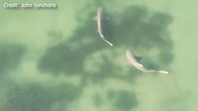 Shark pair spotted off Honeymoon Island – WFLA