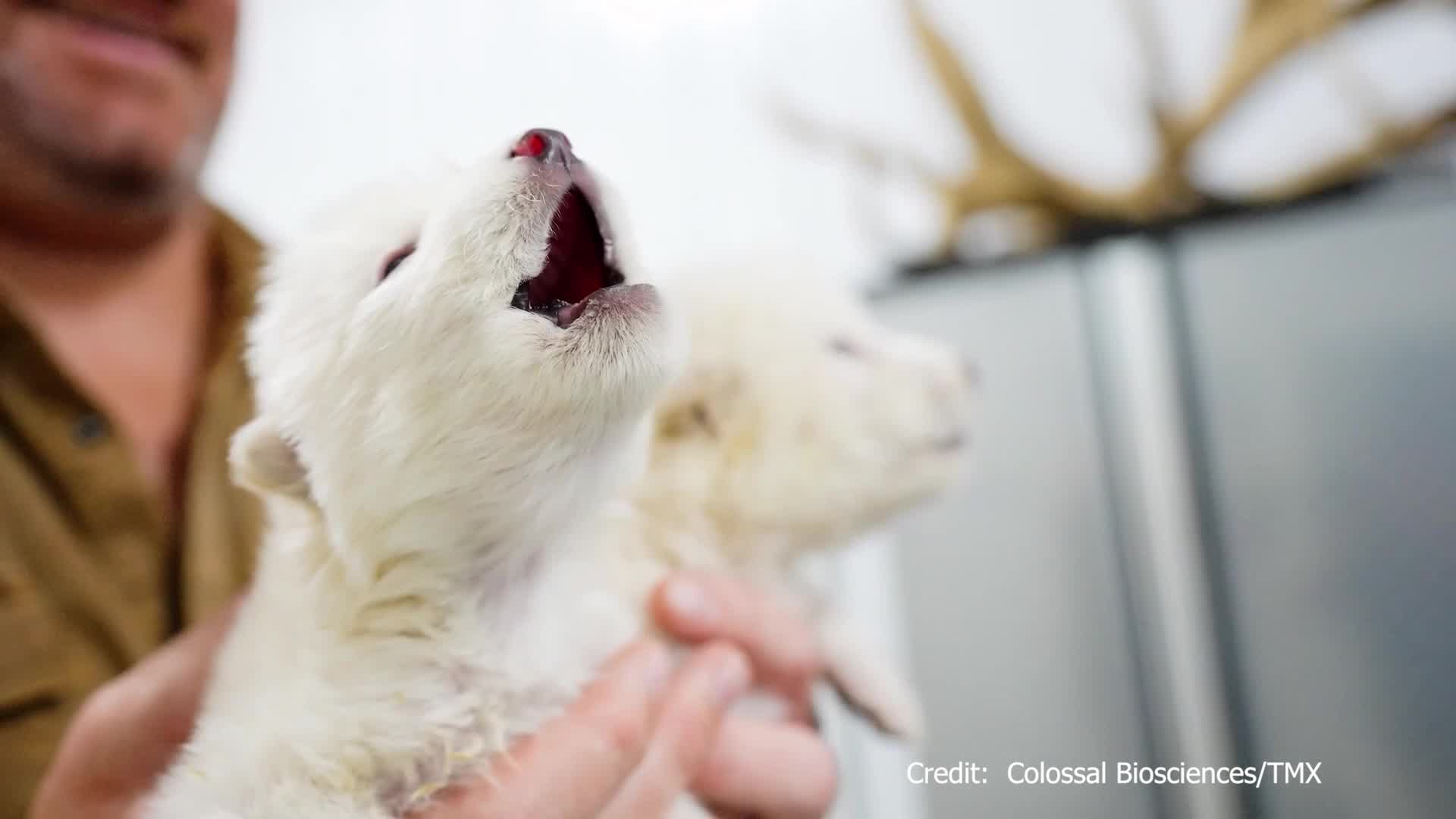 Dire wolf puppies howl for the first time in over 10,000 years – WFLA