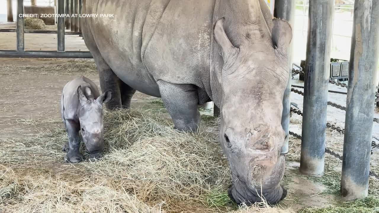 ZooTampa celebrates birth of white rhino calf – WFLA