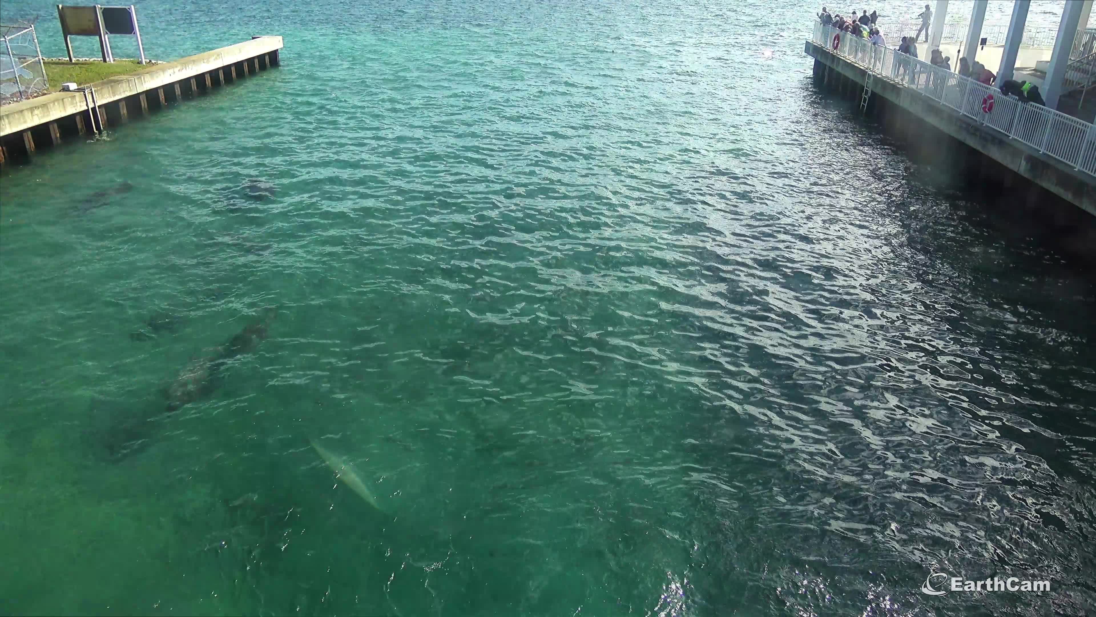 Time lapse shows FPL Manatee Lagoon manatees from above – WFLA