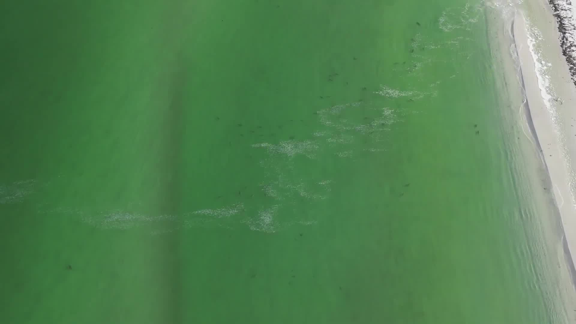 Massive amount of sharks at Caladesi Island – WFLA