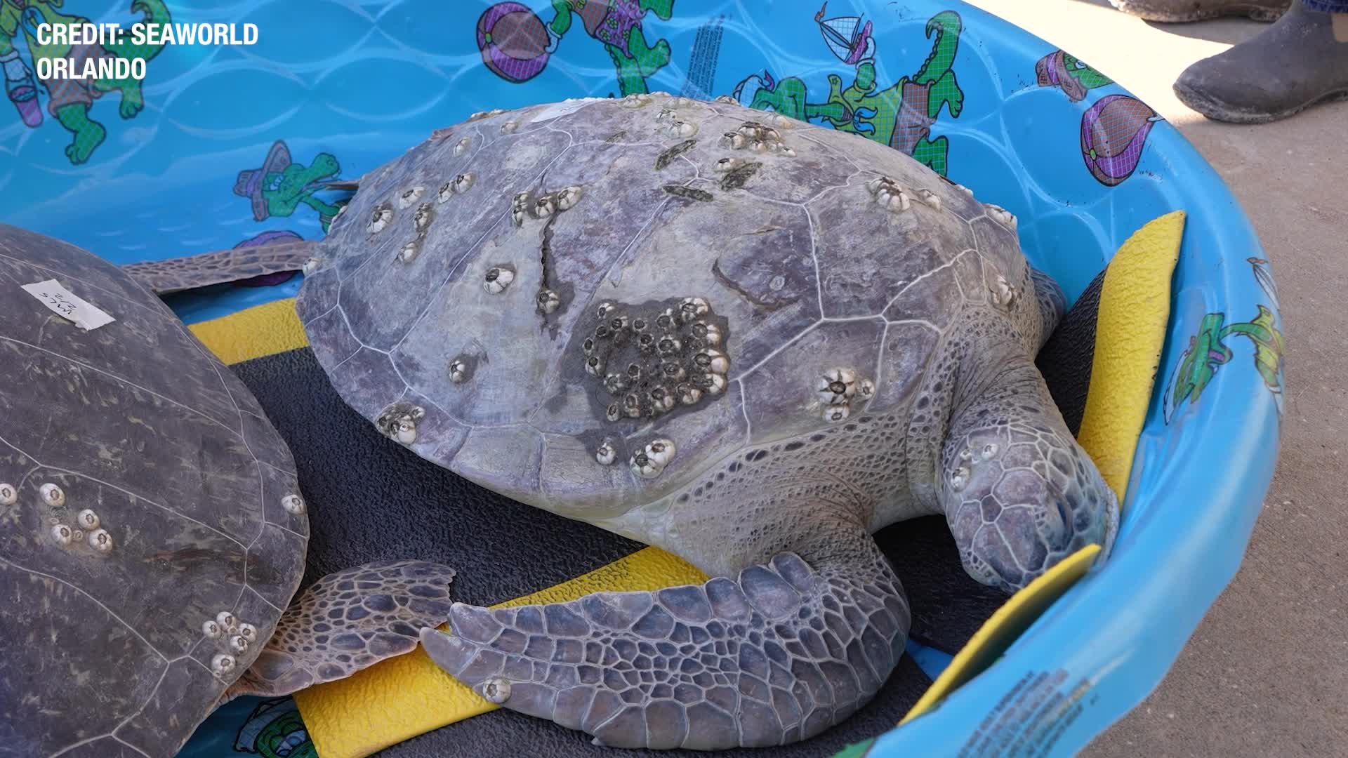 SeaWorld Orlando rescues 16 cold-stunned sea turtles during cold snap ...
