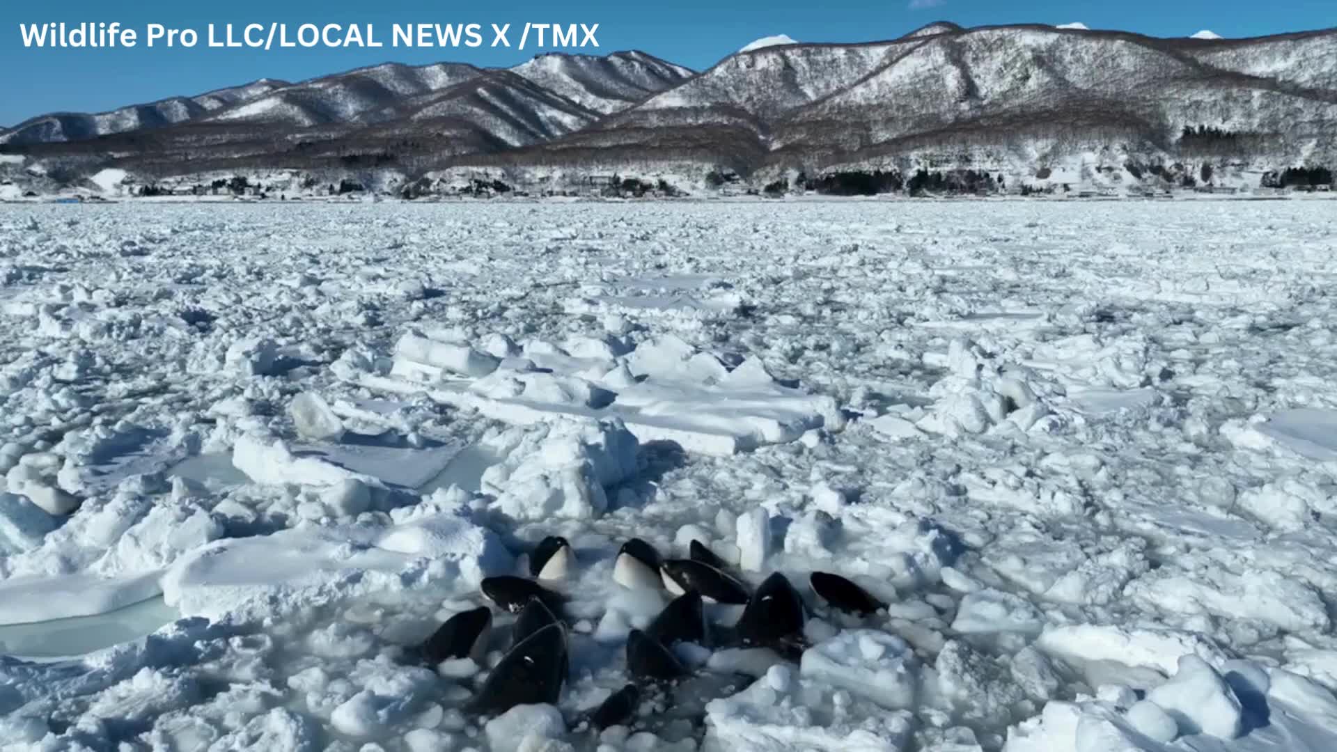 A pod of killer whales trapped in drift ice off northern Japan has ...