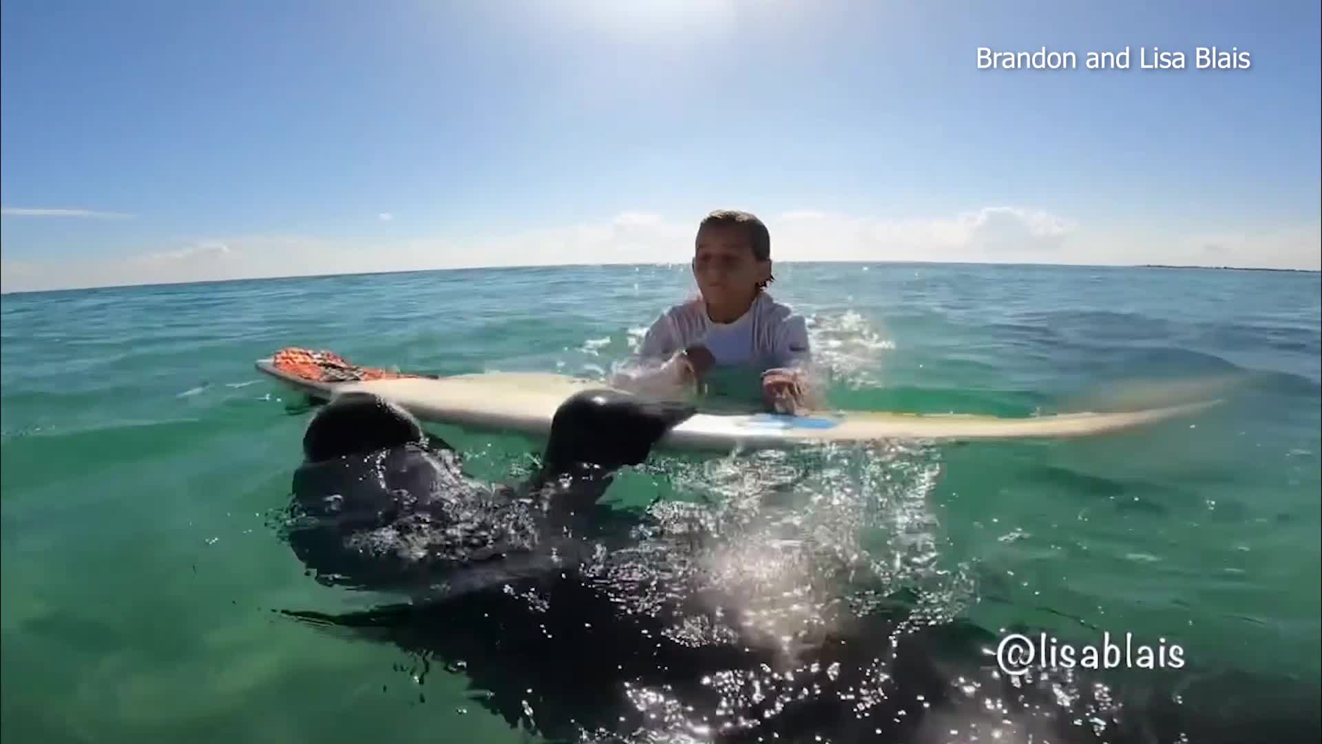 Manatee steals boy’s surfboard in PIX11