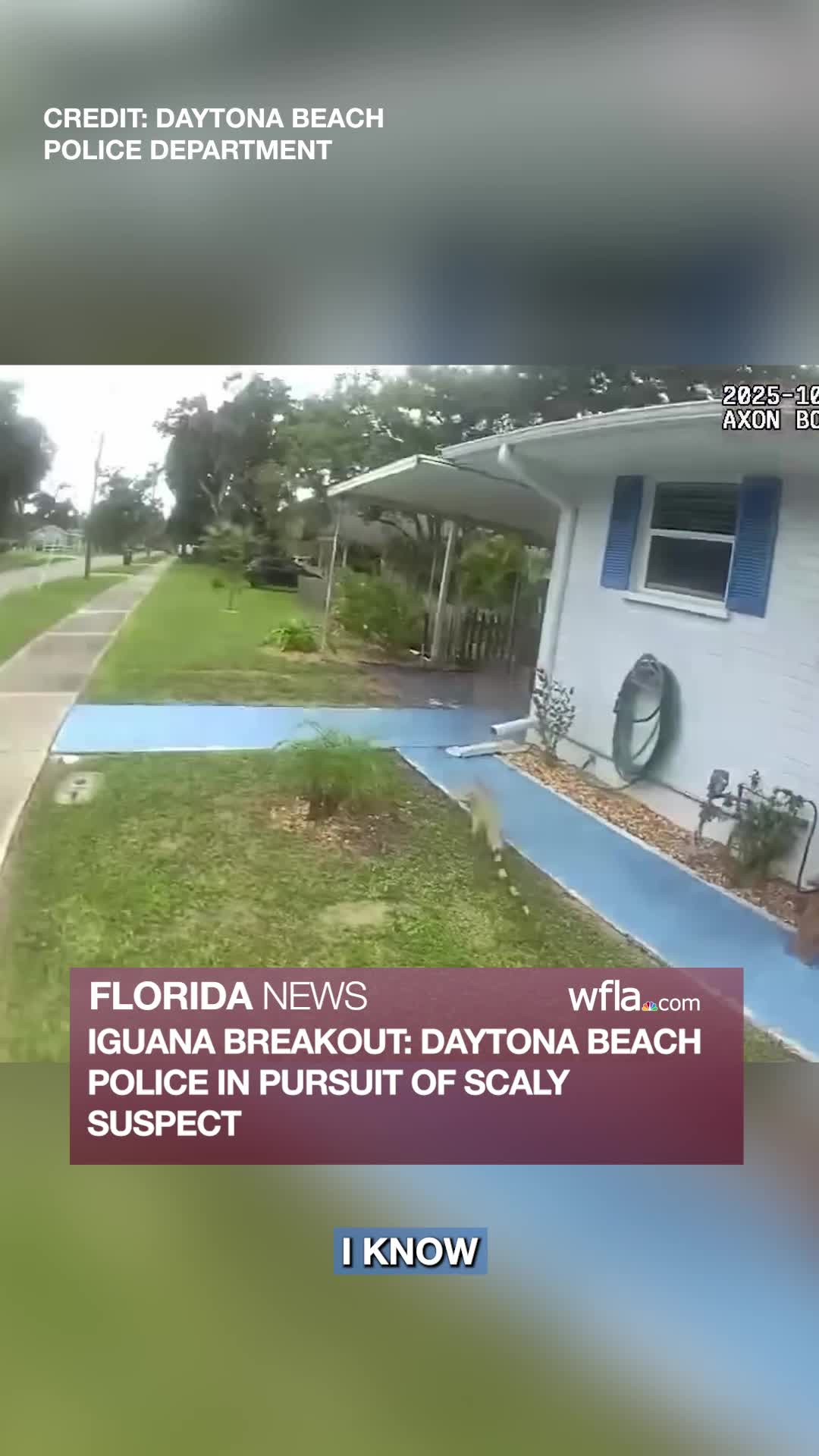 Iguana Breakout: Florida Police in Pursuit of Scaly Suspect – WFLA