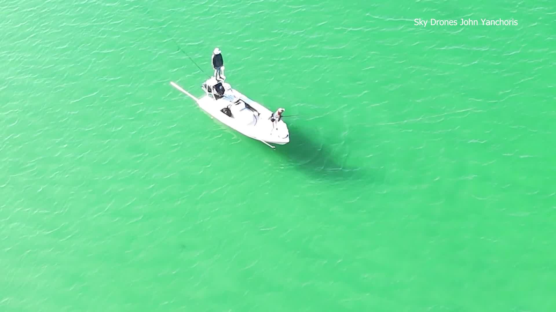 Dozens of sharks swarm fishermen in midst of shark season off Caladesi ...
