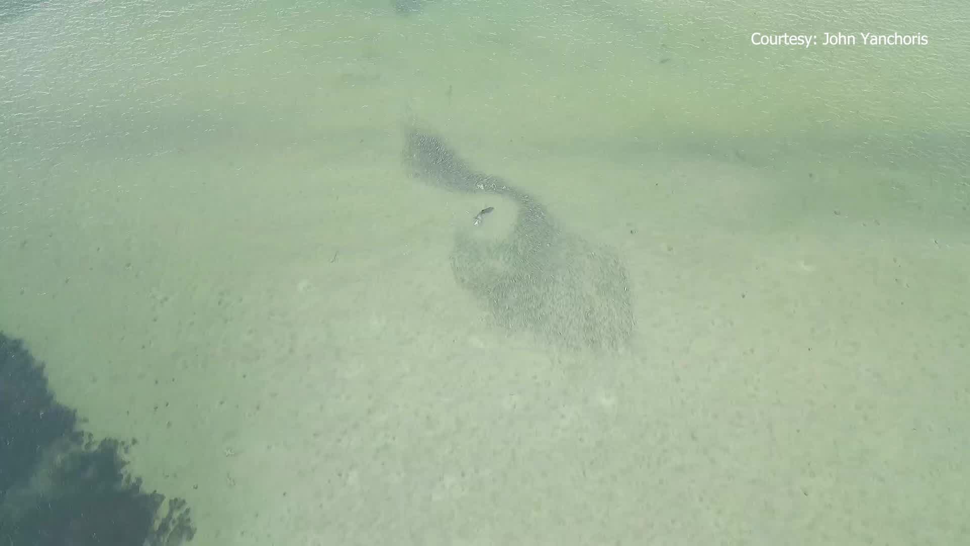 VIDEO: Dolphin swims through group of fish off Caladesi Island – WFLA