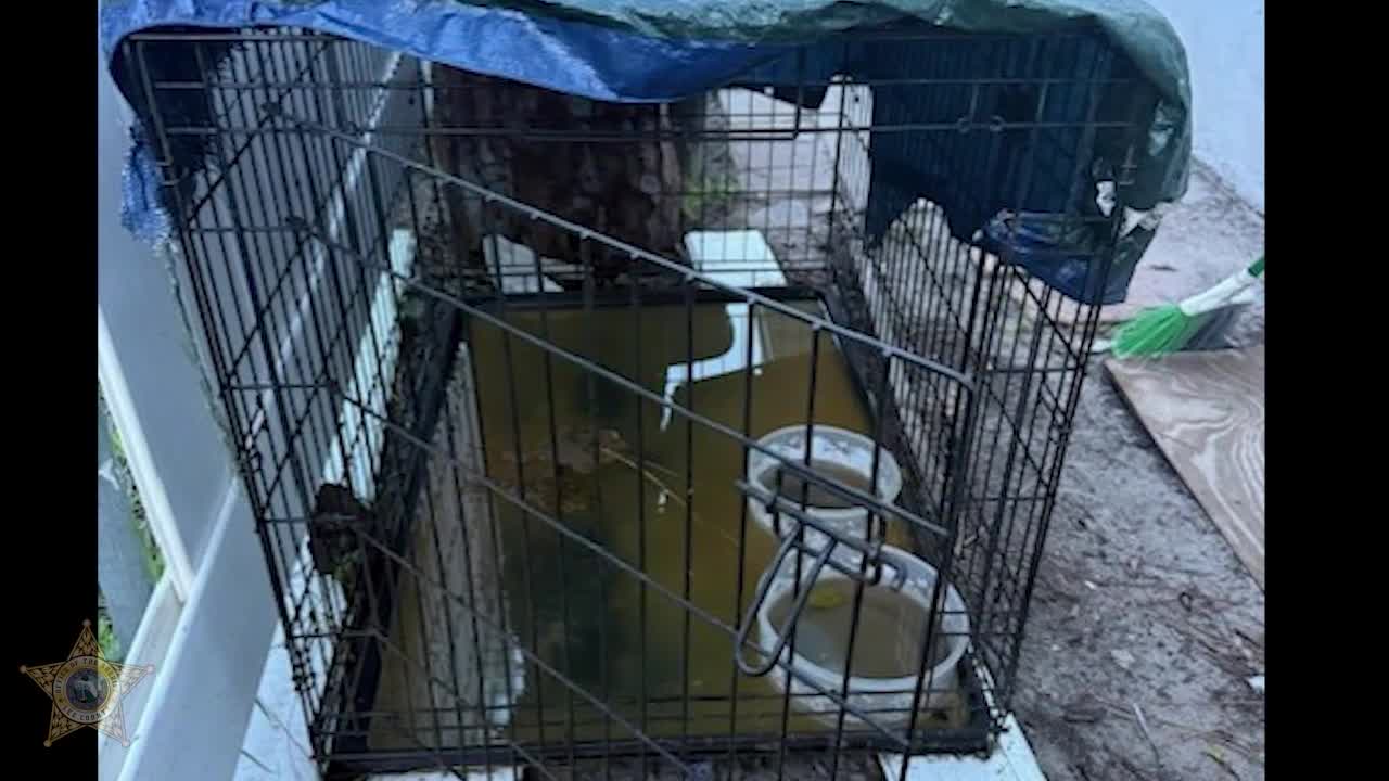 Florida man leaves dogs to die in summer heat: deputies – WFLA