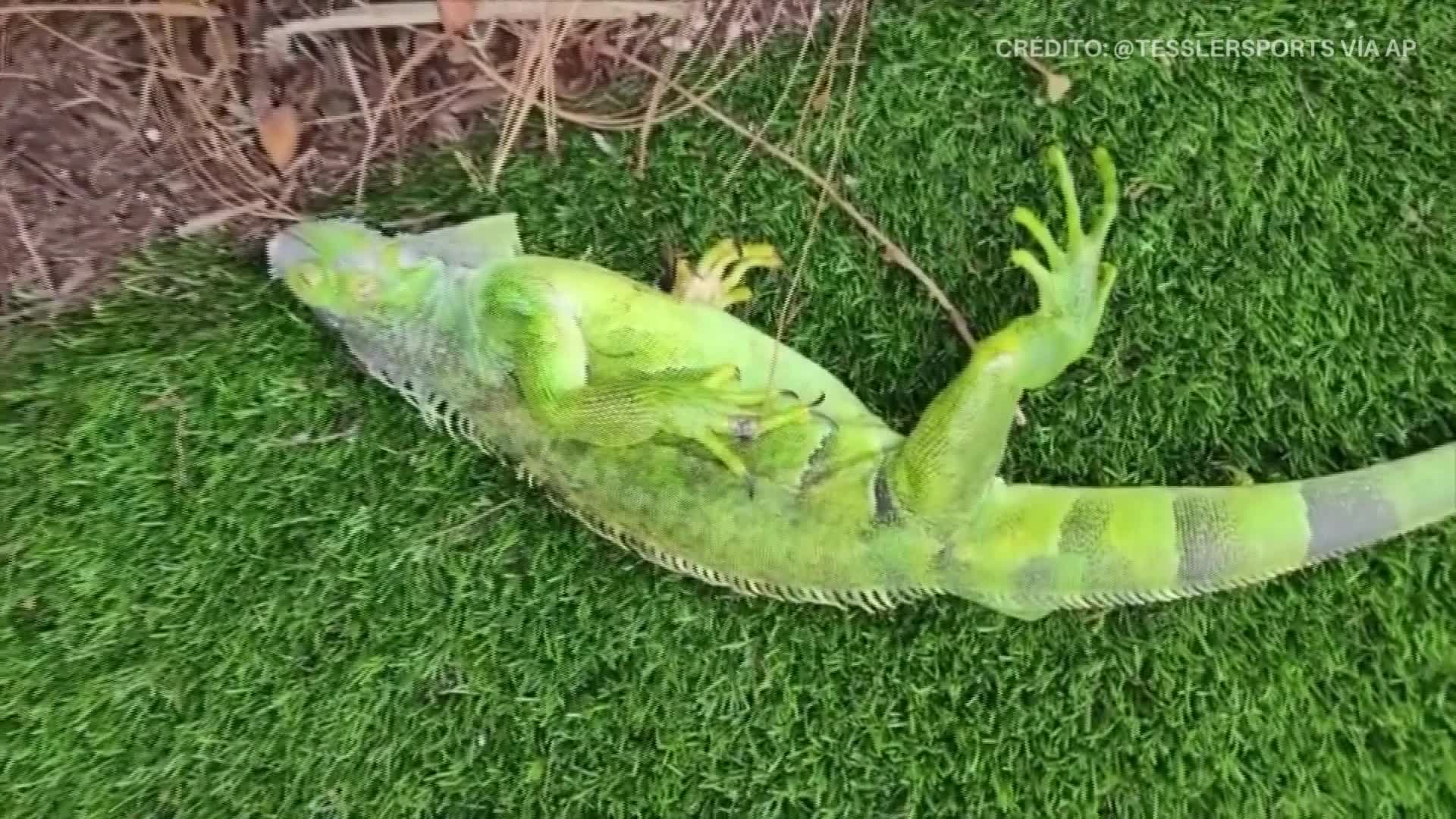 VIDEO: Iguanas congeladas caen de los árboles en Florida – WFLA