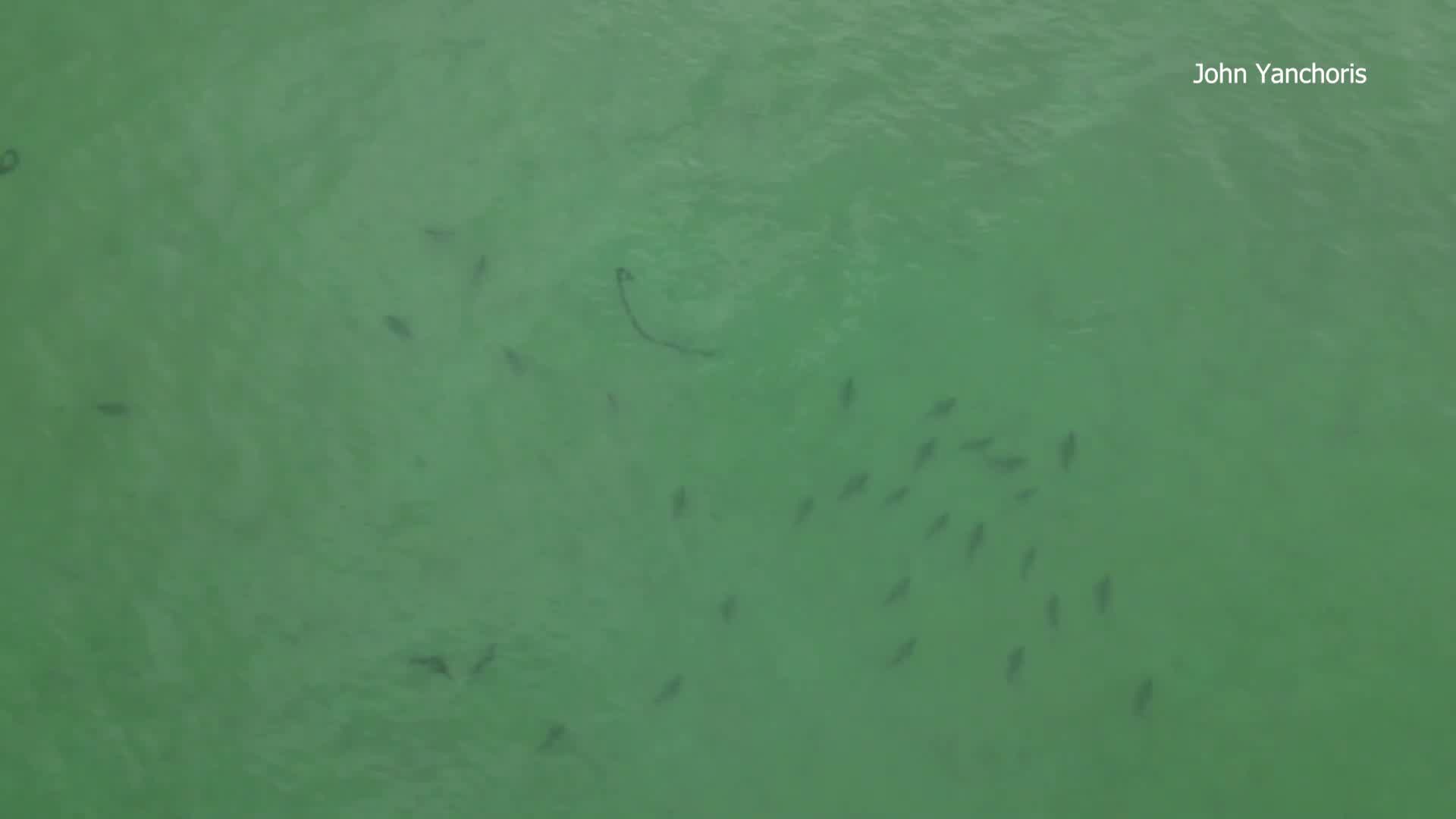 VIDEO: Group of sharks spotted off Caladesi Island – WFLA