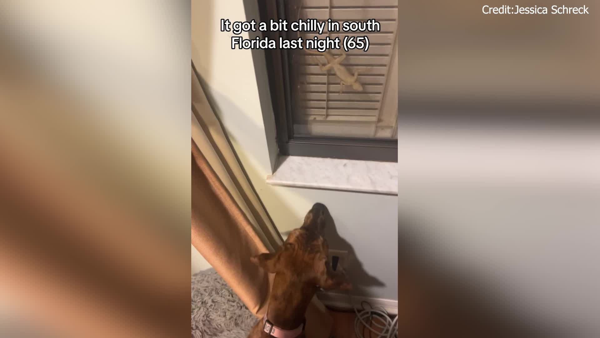 Lizards try to stay warm as temperatures drop in FL WFLA