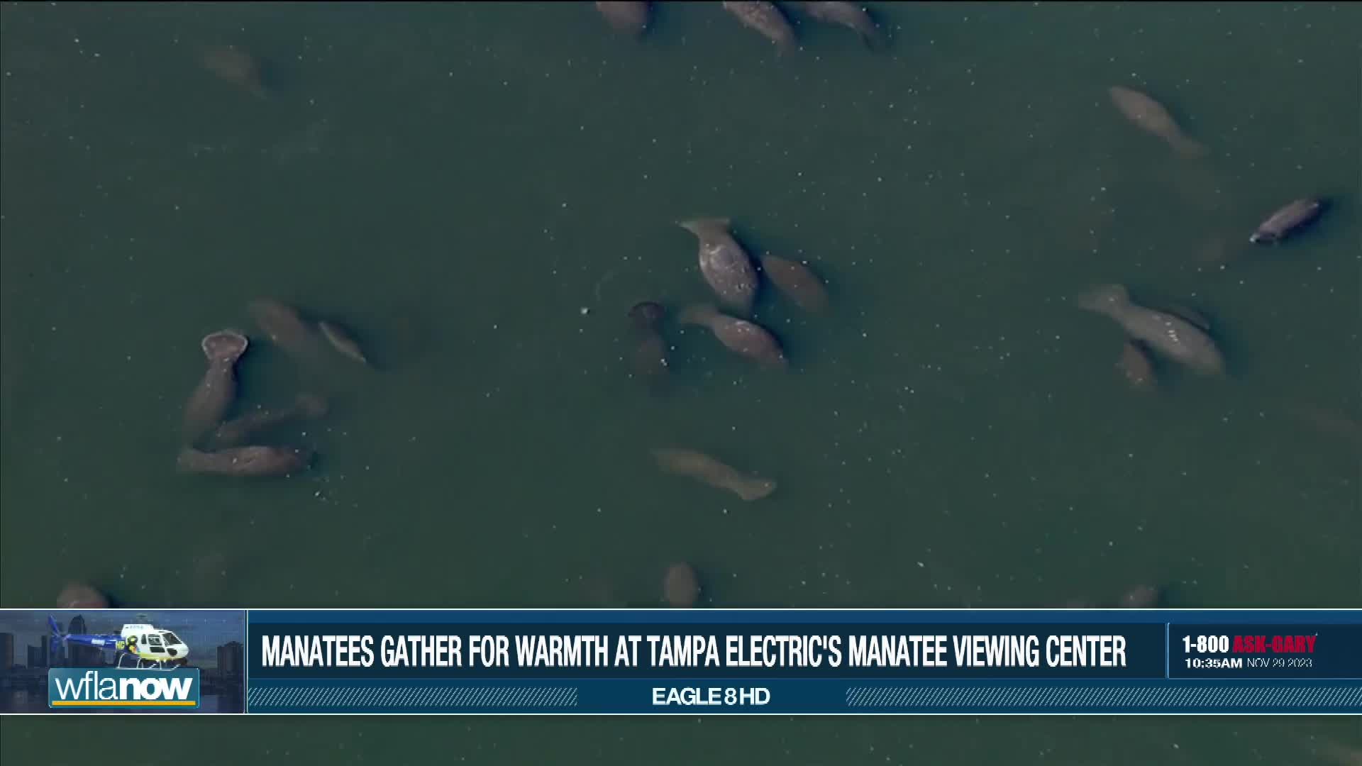 Manatees gather for warmth at TECO’s Manatee Viewing Center – WFLA
