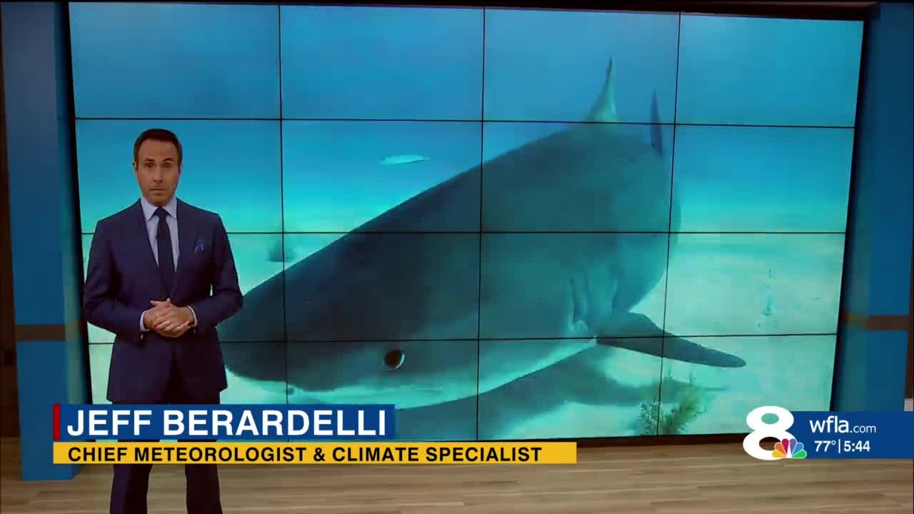 Climate change expanding the range of sharks on East and West Coasts – WFLA