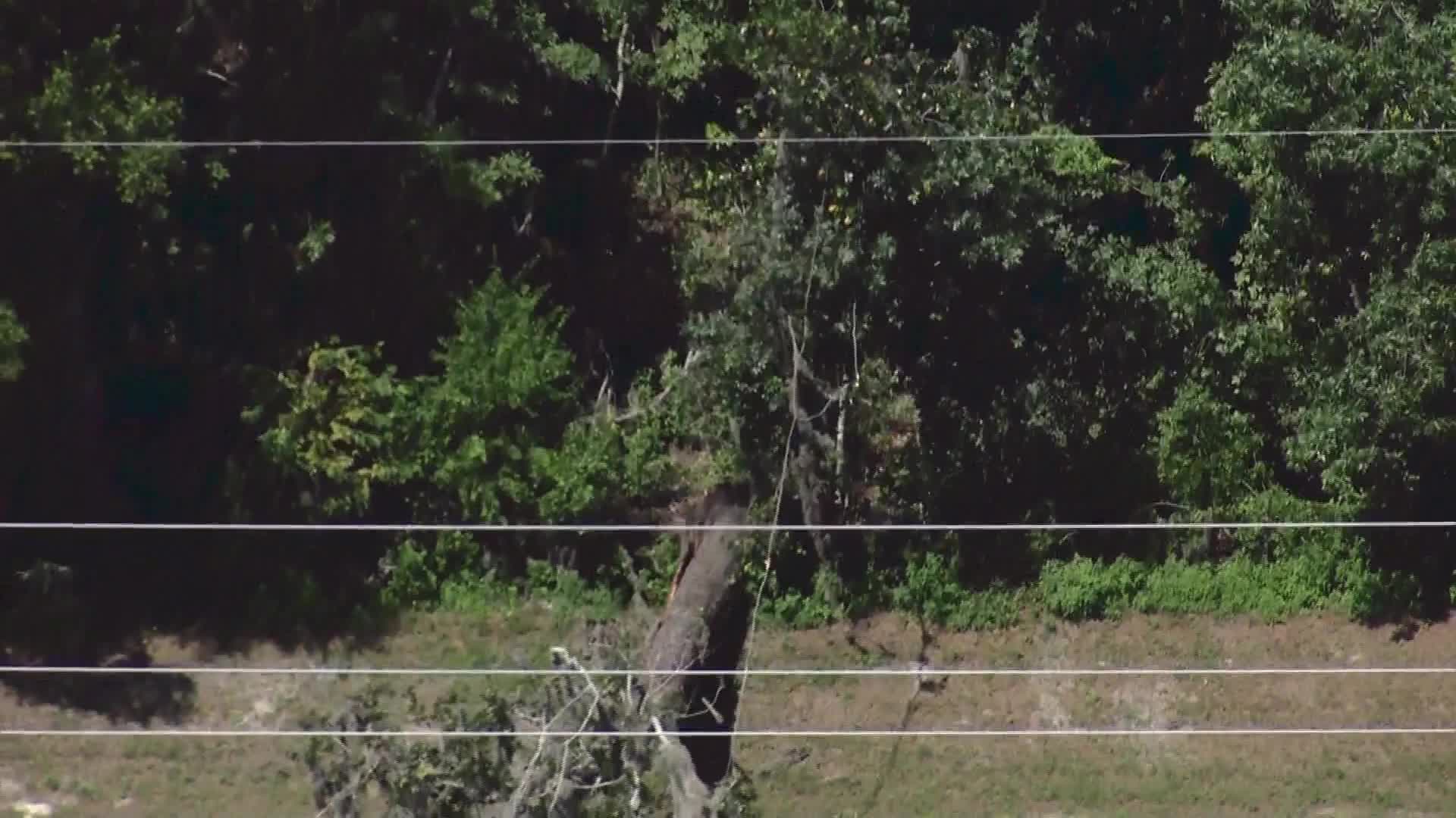 Tree crushes car on Central Florida road – WFLA