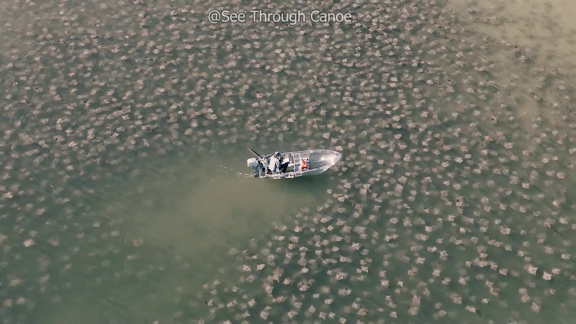Through Float WATCH: See-through canoe floats through a fever of cownose rays in ...