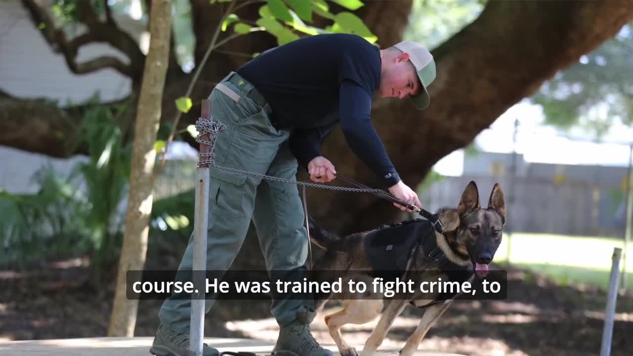 Florida deputy K-9 remains in ‘critical condition’ after being shot in ...