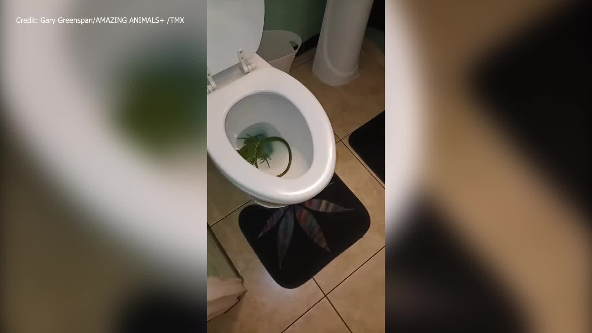 It S Huge Florida Man Finds Iguana Hiding In His Toilet Wfla