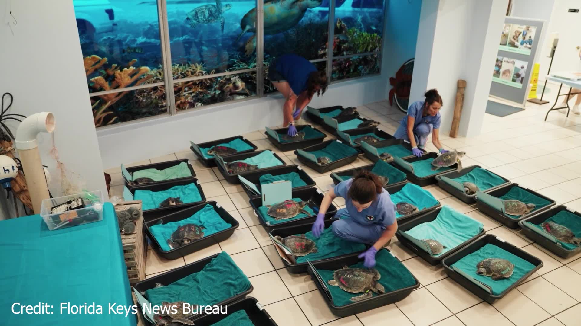 25 endangered sea turtles arrive in Florida after ‘cold-stunning’ event ...