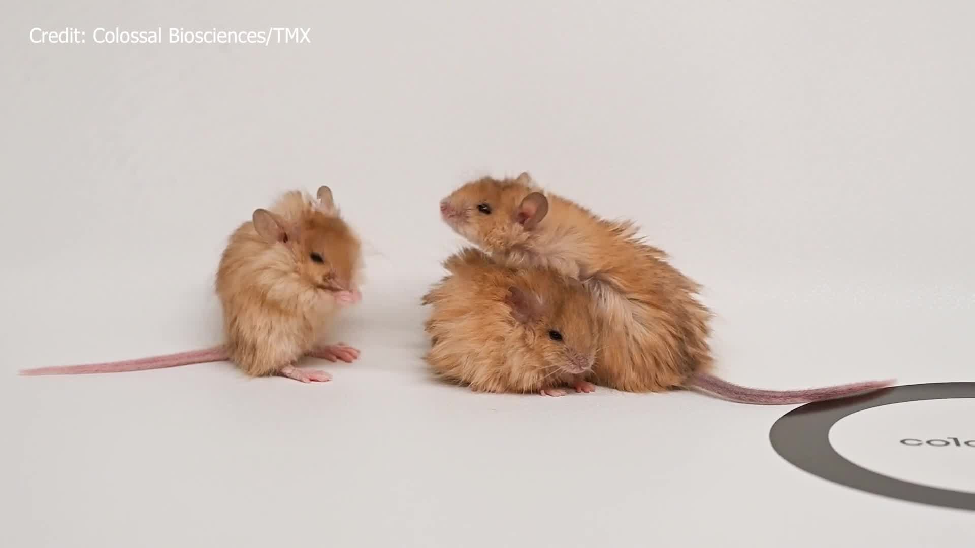 Discovery of ‘Colossal Wooly Mouse’ – WFLA