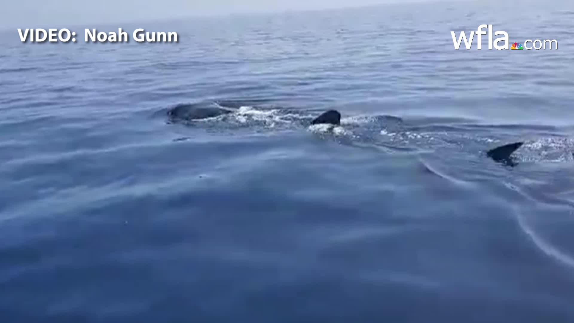 Whale sharks spotted off Anna Maria Island WFLA
