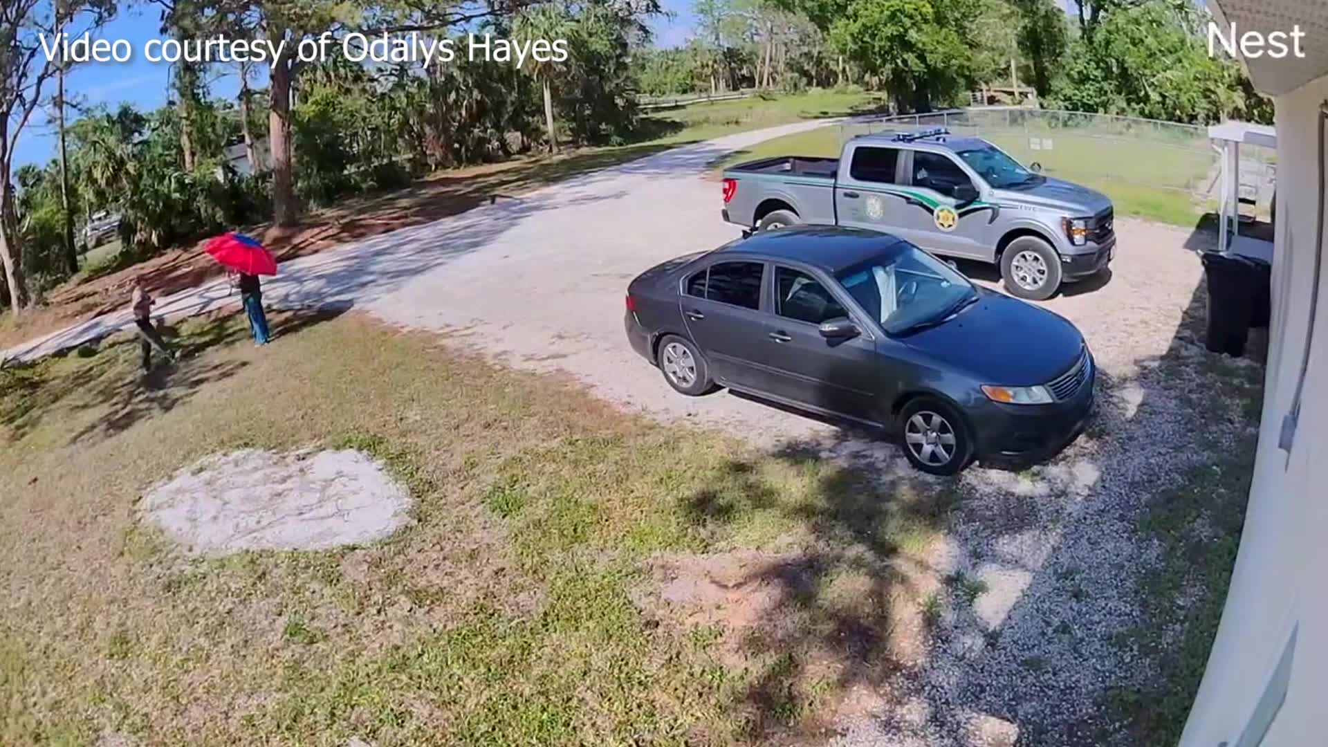 hawk-attacks-fwc-officer-wkrn-news-2