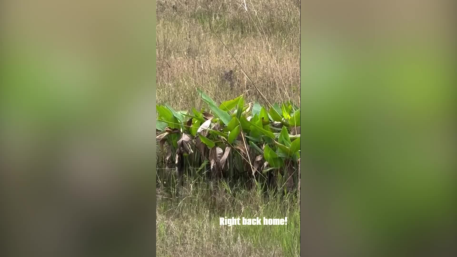 Florida bobcat released back into the wild after recovering from injury ...