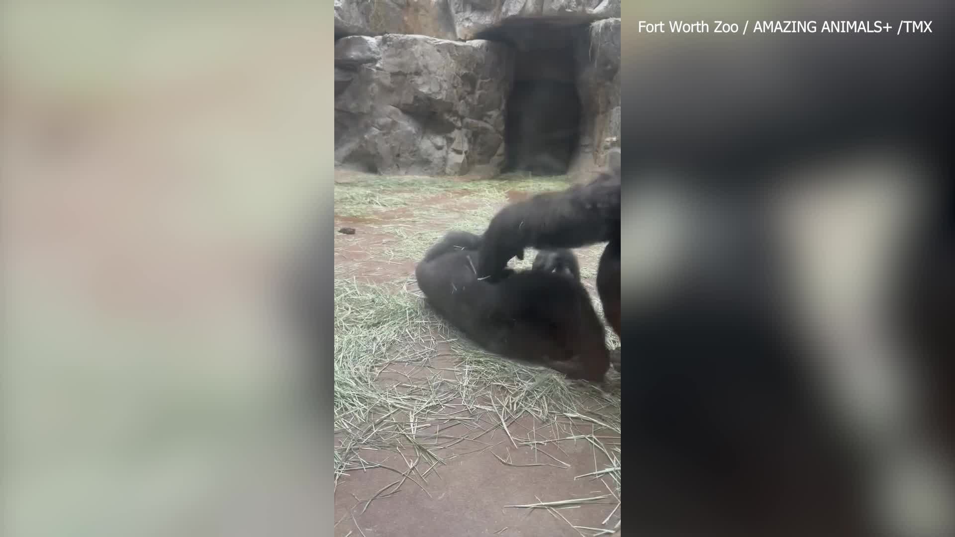 Baby gorilla tickled by his mother at zoo