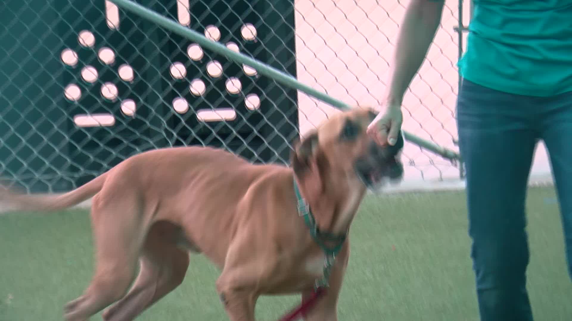 Hundreds of pets ready for fur-ever homes at SPCA Florida Clear the Shelters