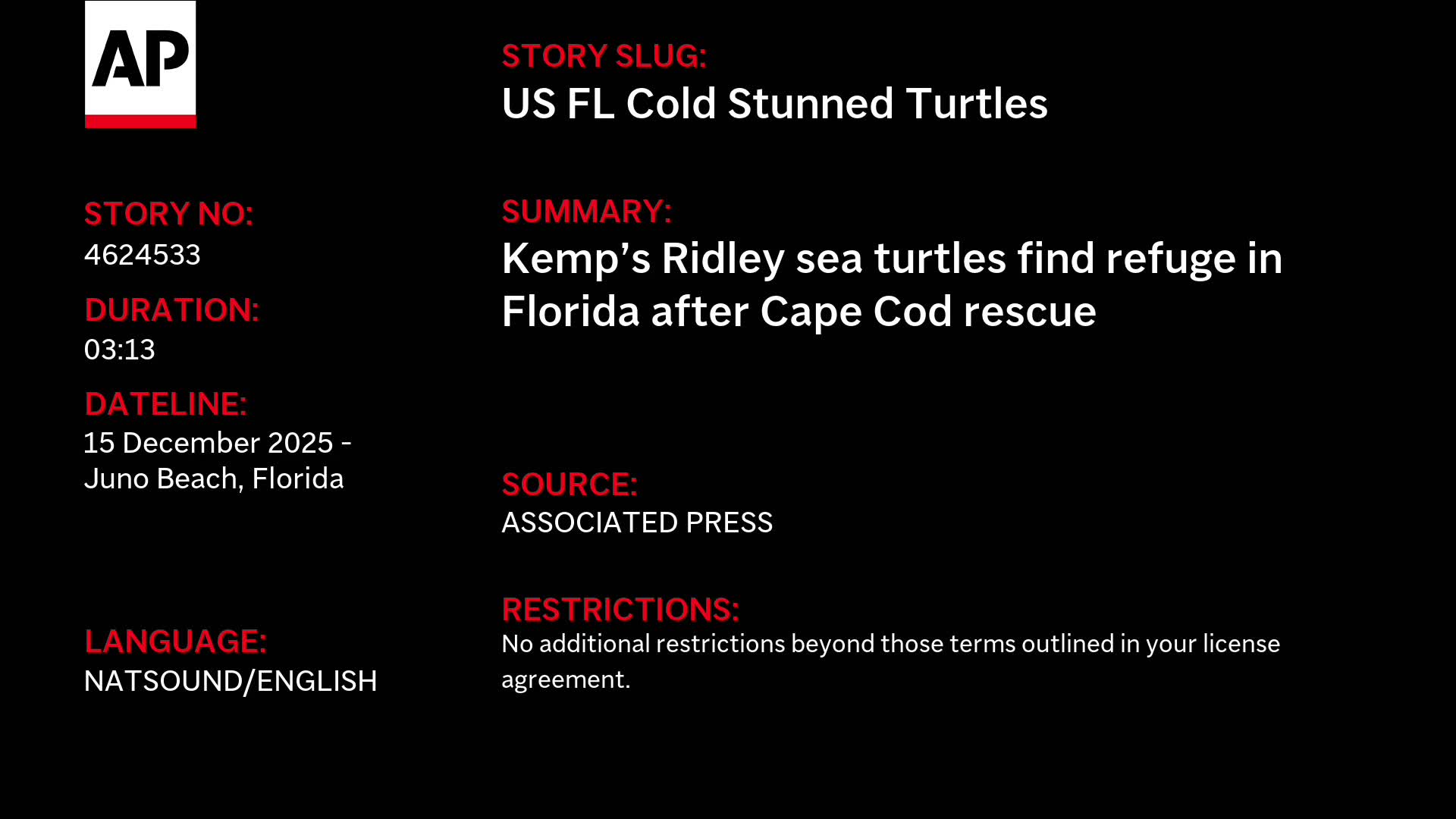 24 endangered sea turtles recovering in Florida after cold stunning off ...