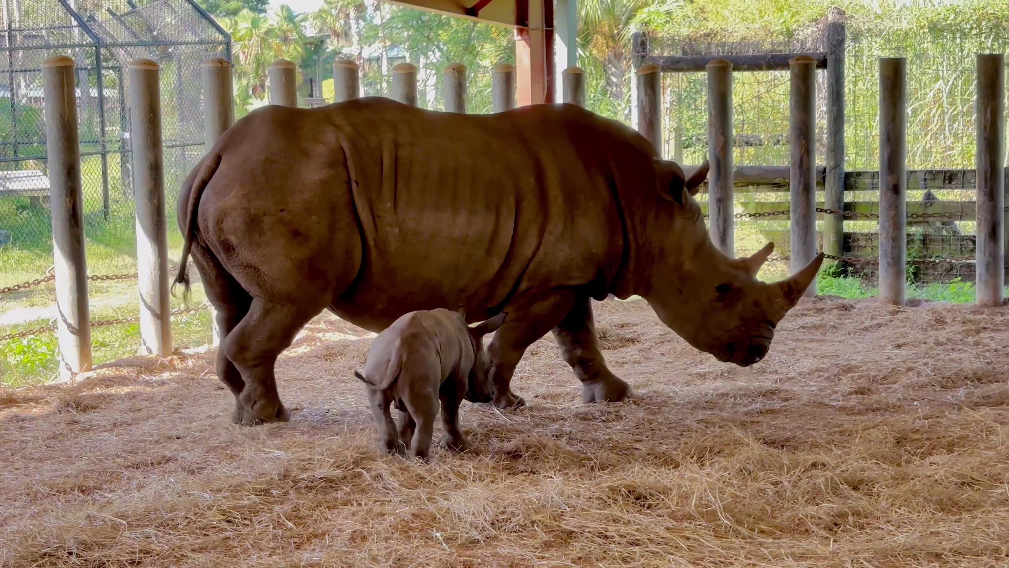 Zoo Tampa celebrates birth of Southern White Rhino – WFLA