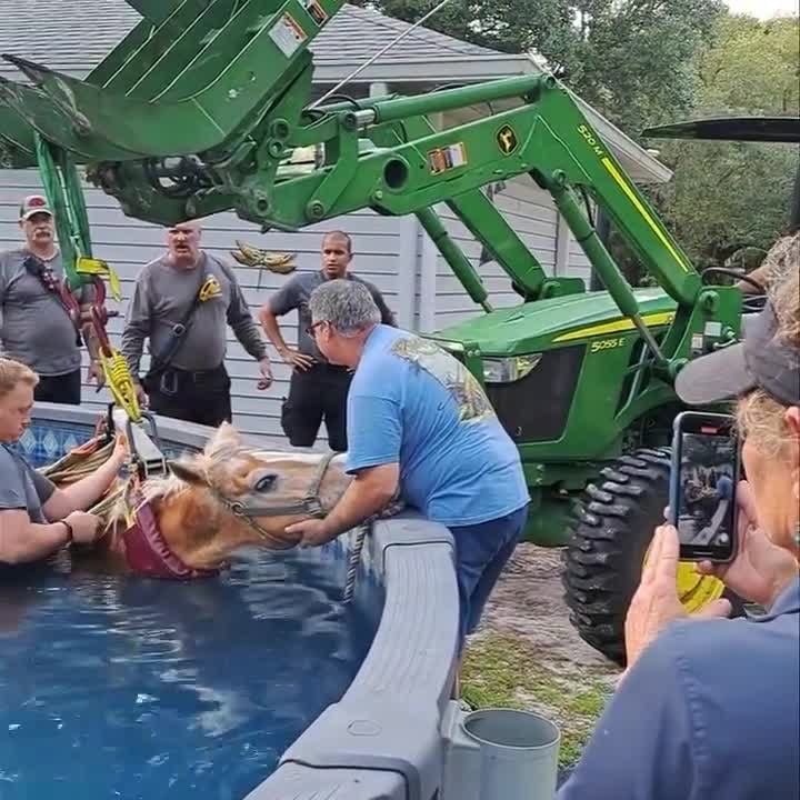 Horse hoisted from Pasco County pool WFLA