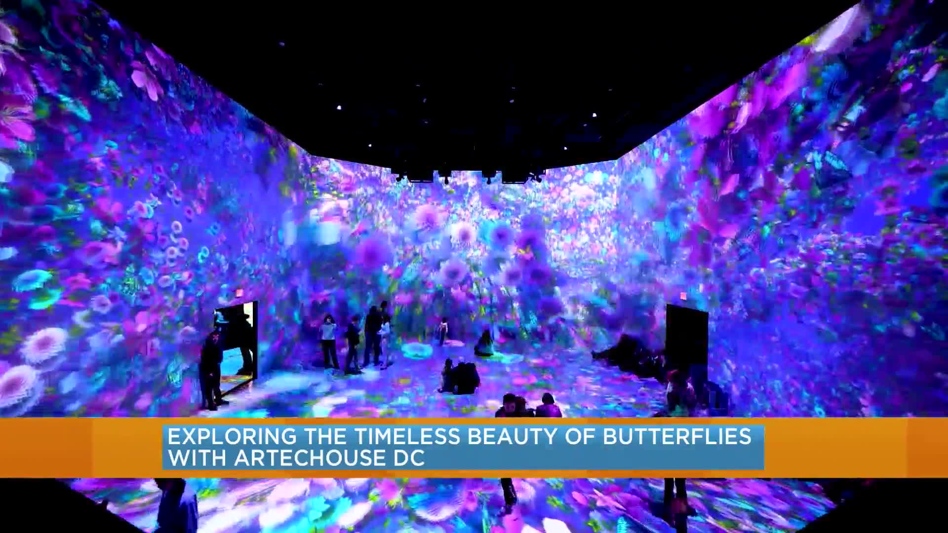 Exploring the timeless beauty of butterflies with Artechouse DC DC