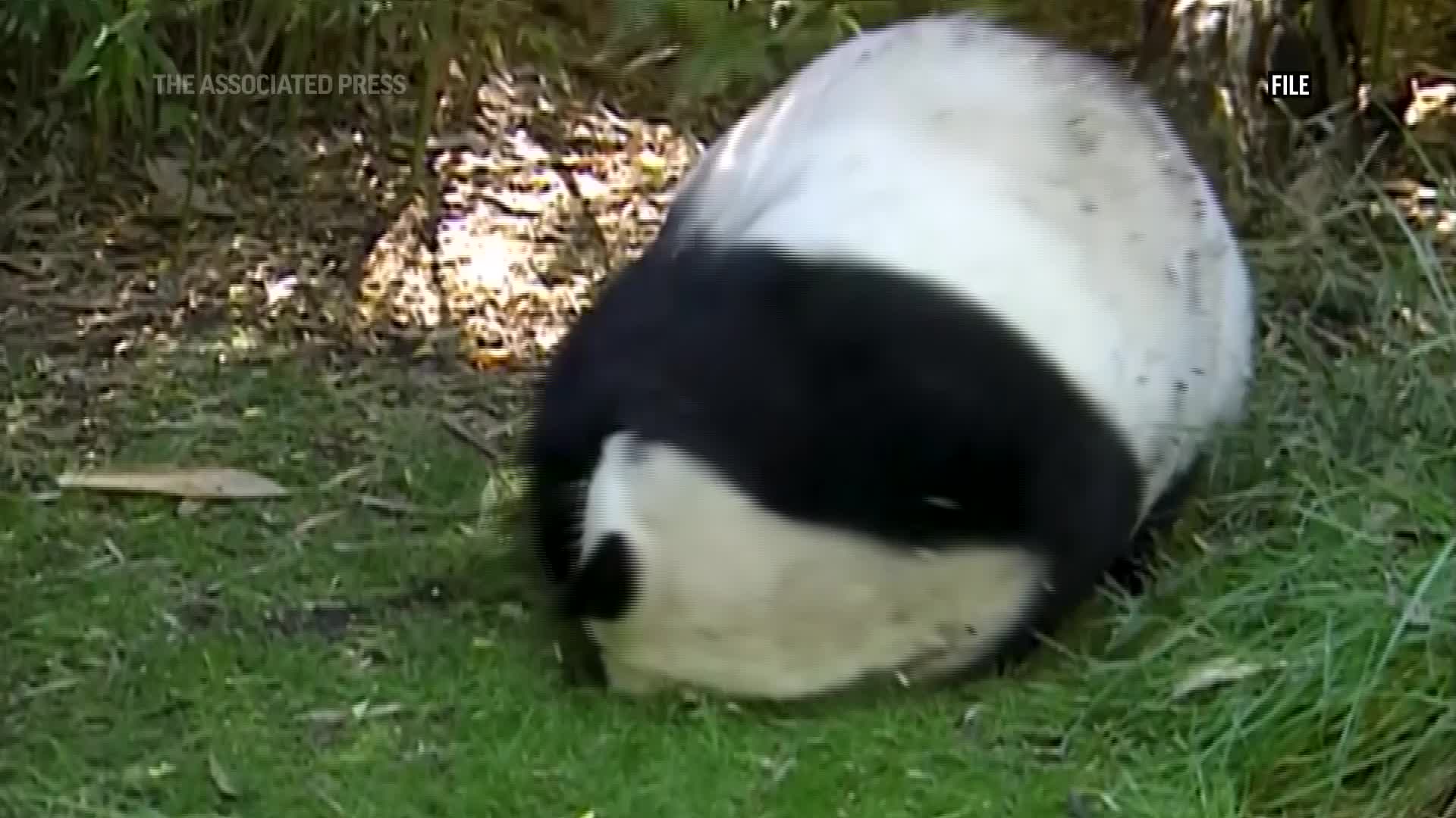 Panda Diplomacy Returns As China Plans To Send More Giant Pandas This Panda Diplomacy Returns As China Plans To Send More Giant Pandas This